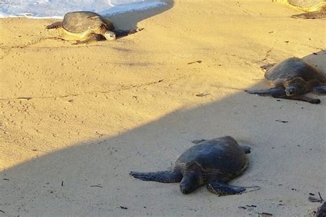 Turtle Beach In Maui 🐢 Hookipa Beach Turtles 🐢 Where To See Turtles On