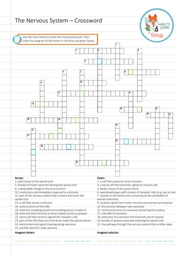 Nervous System Crossword Ks4 Teaching Resources