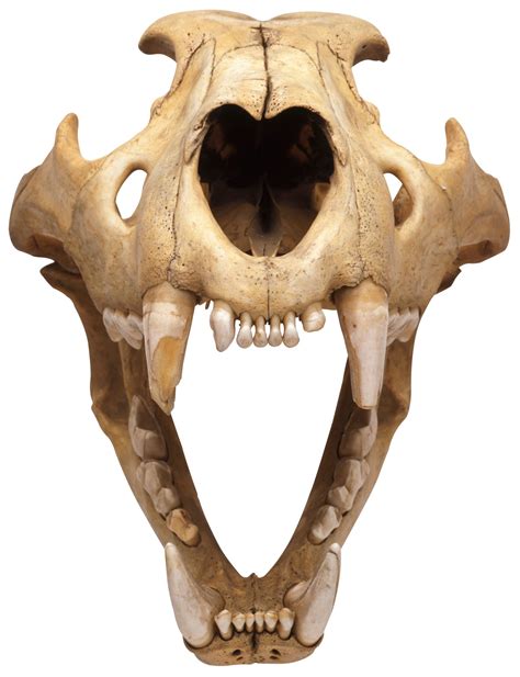 The skull includes the upper jaw and the cranium. Cat Jaws | Cat Skull Anatomy | DK Find Out