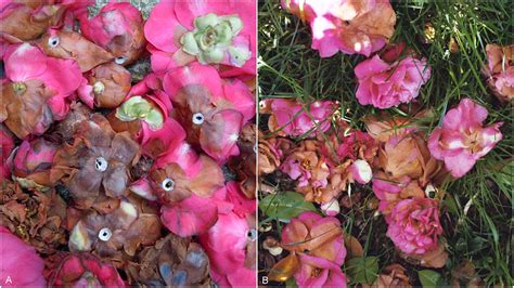 Looking for a good deal on junction produce? Petal Blight of Camellia