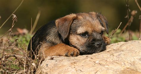 Border Terrier A Complete Guide The Happy Puppy Site