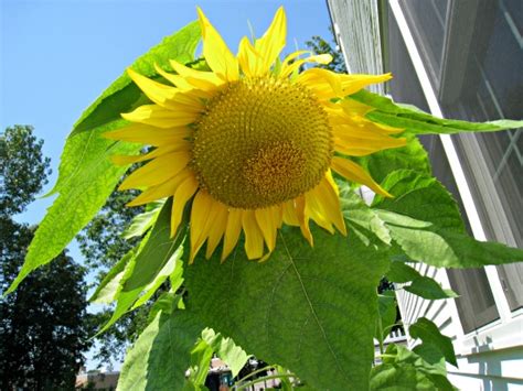 Mammoth Sunflowers In August Garden