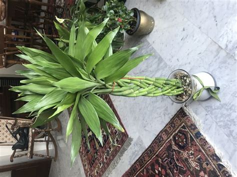 Dracaena sanderiana is a popular house plant. Bamboo Fertilizer Indoor | Cromalinsupport