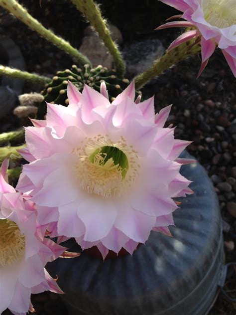 The secrets to growing healthy cacti indoors include providing them with plenty of sunlight, not overwatering, and using the right soil. Touch the wind...: Easter Lily Cactus