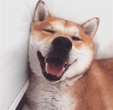 15 Things Typical For Your Shiba Inu The Paws
