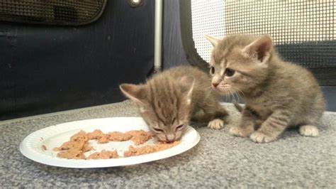 Kittens Eating Food For The First Time Youtube