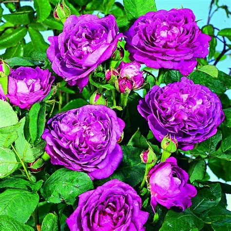 Rosier Ancien Reine Des Violettes Rosier Fleurs Fanées Rose