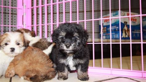 Adorable Havachon Puppies For Sale Georgia Local Breeders