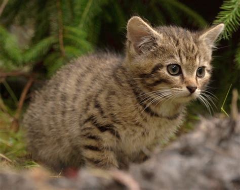 Only Hope For The Scottish Wildcat International Society For