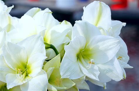 Amaryllis In Weiß So Unterstützen Sie Die Schöne Blüte