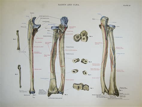 More specifically, the maximum lengths of the humerus, ulna, and radius of males in the thai population were statistically significantly greater than those of females. Radius and ulna (right forearm) | Bones of the right ...