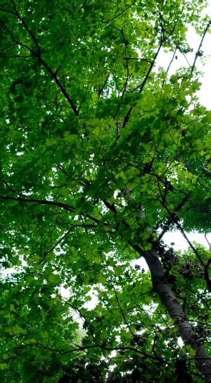 Tree Branches Aesthetic Nature Tree Green Color Free Image Peakpx