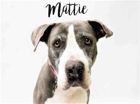 All dog and cat adoptions include spay or neuter surgery, a microchip, and vaccines. PetHarbor.com: Animal Shelter adopt a pet; dogs, cats ...