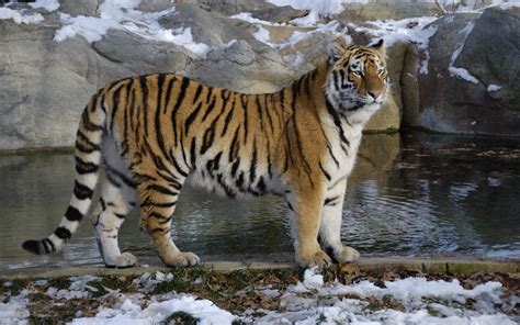 Tiger Anatomy - Tiger Facts and Information