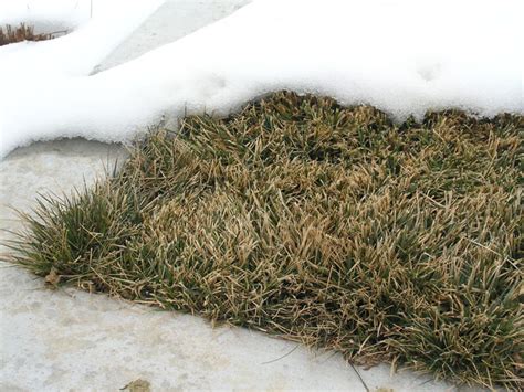 Does your lawn need dethatching? BioTurf Dwarf Fescue Mix