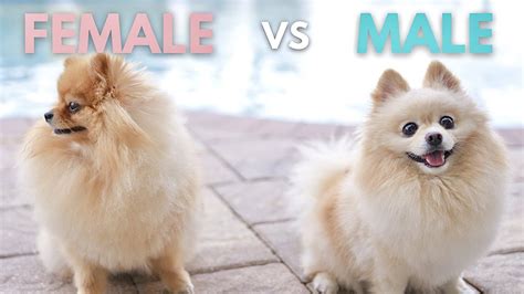 Funny Differences Between Male And Female Pomeranians Youtube