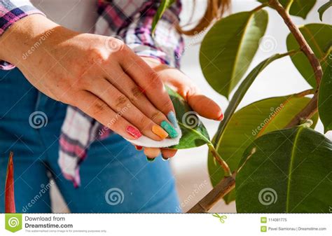 Woman Hands Taking Care Of Plants At Her Home Wiping The Dust Flower S