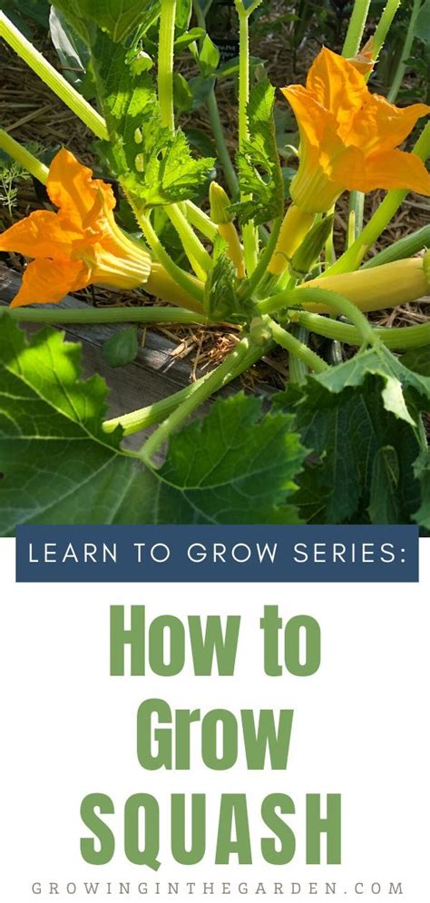 How To Grow Summer Squash Vegetable Garden For Beginners Organic