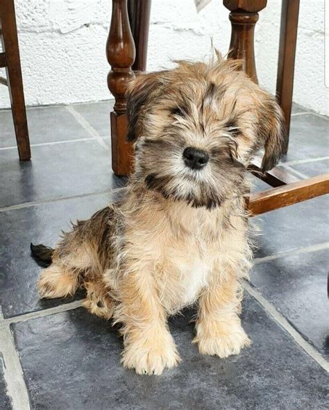 20 Shih Tzu Mixed Breed Dogs Which One Is Your Favorite Mixed