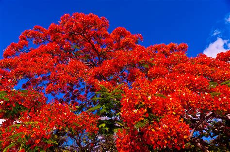 East of the bugtrapper den, a big flower blooms atop a tree. Royal poinciana tree (flame tree), Key West Cemetery, Key ...