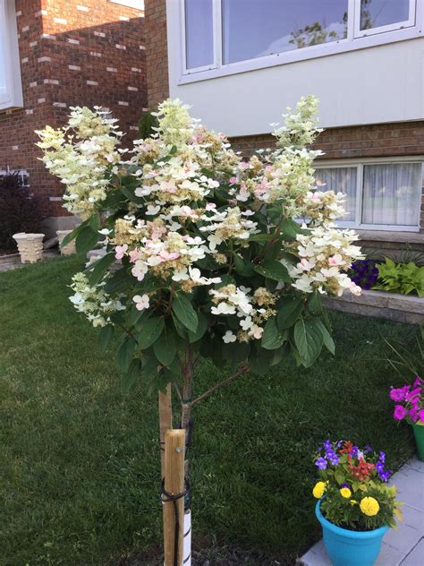 Gardeners everywhere love this plant because of the large pink and white flowers that can get up to 16 inches in length! Pinky Winky Hydrangea Tree Starting to turn from white to ...