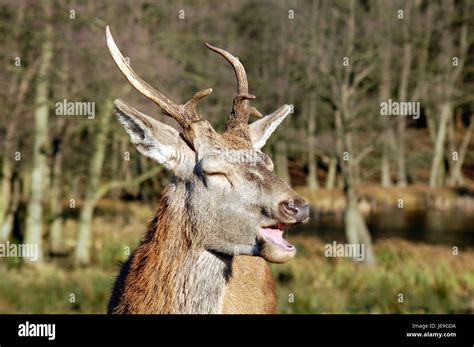 Laughing Deer 2 Stock Photo Alamy