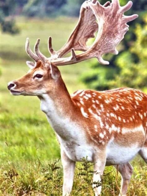 Fallow Deer Vs Whitetail Deer Az Animals
