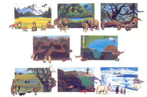 Pictures Of Animals Habitats | Pictures of Nnature