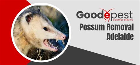 Possum Removal Adelaide Call 0488 851 508 Licensed Team