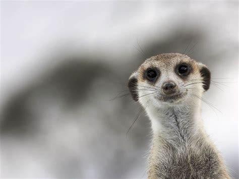 Meerkat Manor Animals Are Beautiful People Cute Funny Animals Meerkat