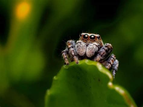 The 7 Most Dangerous Spiders In Spain Arachnophobes Beware