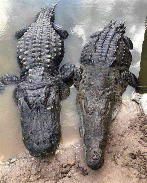Caimán Izquierda Y Cocodrilo Derecha Crocodile Species Alligator