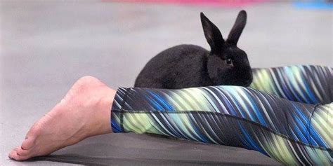Maybe you would like to learn more about one of these? Bunny Yoga Is A Thing, Because Vancouver | Bunny yoga ...