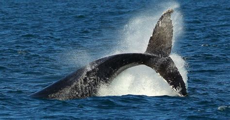 Baird's beaked whale ( berardius bairdii ) may refer to the following downloads: Биологи обнаружили у побережья Хоккайдо новый вид китов ...