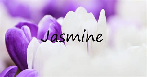 Jasmine Name Wallpapers Jasmine Name Wallpaper Urdu Name Meaning Name