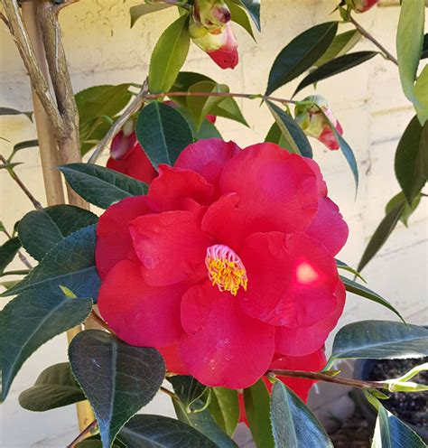 Buttons And Bows And Royal Velvet Camellias Bountiful Life