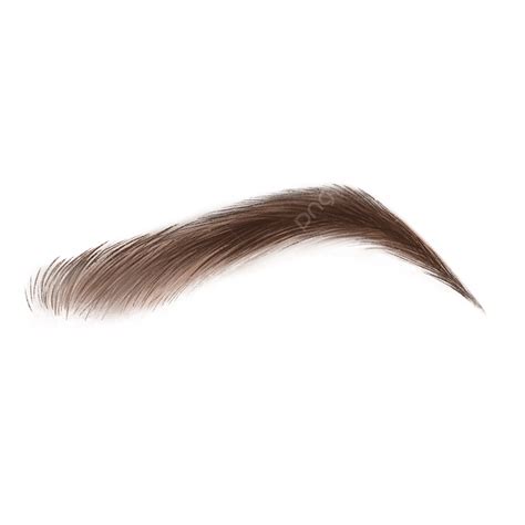 Eyebrows Png Picture Eyebrow Realistic Brown Eyebrow Realistic Style The Best Porn Website