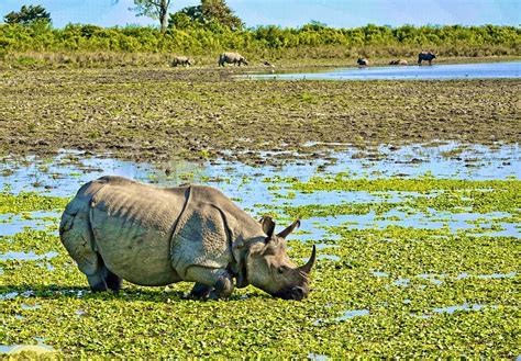 Assam Kaziranga National Park Prepares To Open For Tourists From