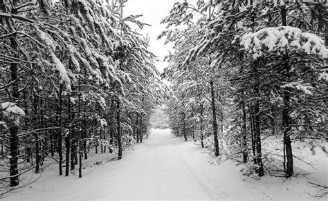 Snow Covered Pathway Between Trees · Free Stock Photo