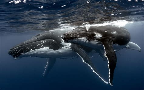 Check spelling or type a new query. Humpback Whale Background Wallpaper 18810 - Baltana