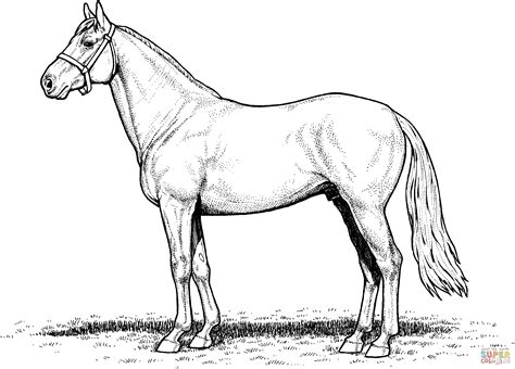 Draft Horse Coloring Pages At Free Printable