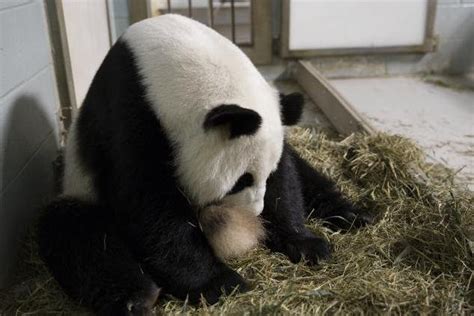 Giant Panda Twins Born At Atlanta Zoo