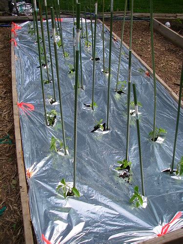 How to build a 5 gallon bucket drip system. Drip! Drip! Drip!….Drip! Drip! Drip!…Drip Irrigation! Drip ...