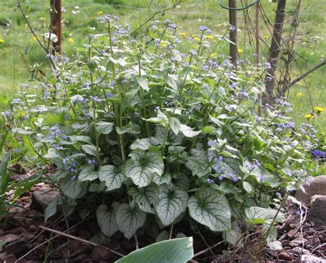 Brunnera Macrophylla Jack Frost Denis Plants