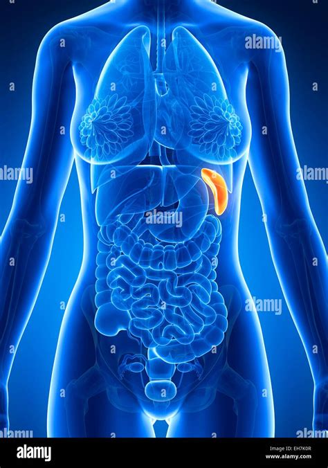 Female Spleen Illustration Stock Photo Alamy