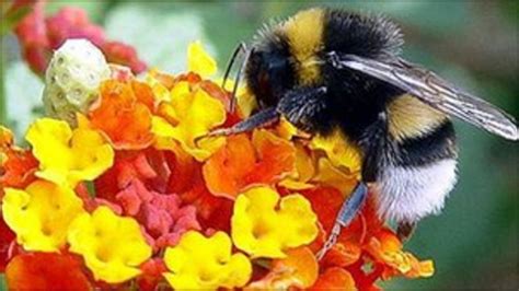 Stirling Bee Project Wins Top Uk Award Bbc News