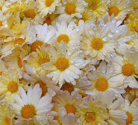 Daisies Flowers Petals Dewdrops Hd Wallpaper Peakpx