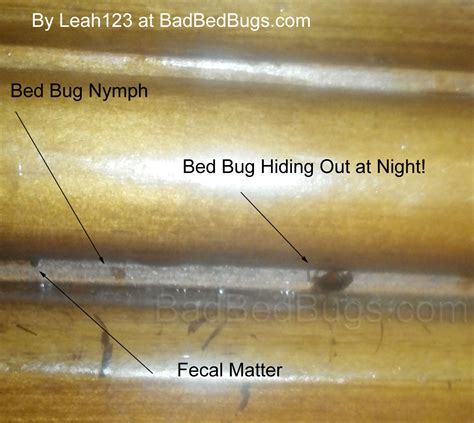 How To Spot Bed Bugs In Used Furniture