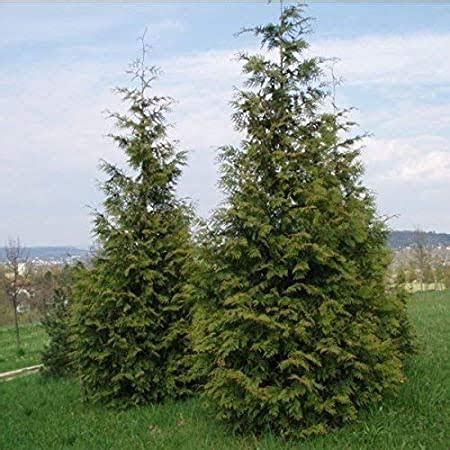 10 Types Of Cedar Trees For Landscaping AMERICAN GARDENER