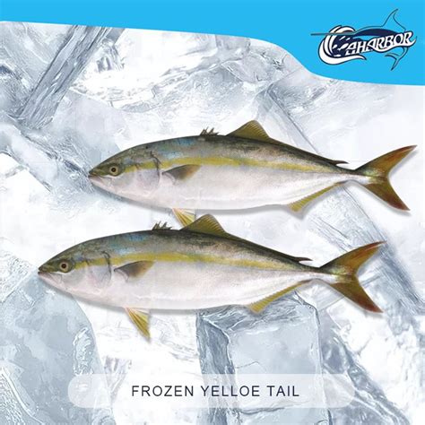 china frozen yellow tail suppliers pabrik grosir seafood caharbor